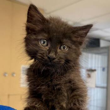 Banana Boat -  Domestic Medium Hair Cat Available for Adoption in Goleta, California - Banana Boat | PetCurious