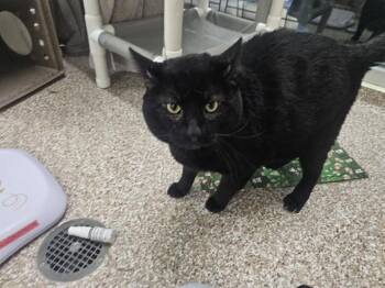 MEATBALL -  Domestic Short Hair Cat for Adoption in Pueblo, Colorado - MEATBALL | PetCurious