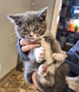 Rescue Domestic Short Hair Cats for Adoption in Anderson, Indiana - Mazikeen | PetCurious