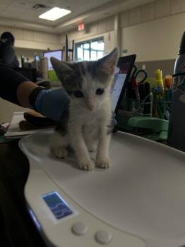 Domestic Short Hair Cats Available for Adoption in Las Vegas, Nevada - CALLA LILLY | PetCurious