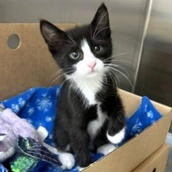 River Puppy -  Domestic Short Hair Cat for Adoption - River Puppy | PetCurious