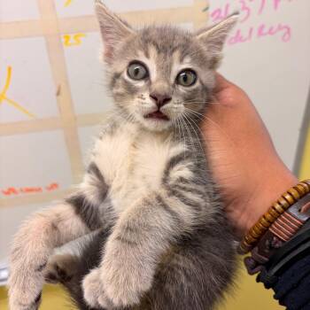 Domestic Short Hair Cats Available for Adoption in Edinburg, Texas - Dante | PetCurious