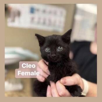 Domestic Short Hair Cats Available for Adoption - Cleopatra In Manchester, MD | PetCurious
