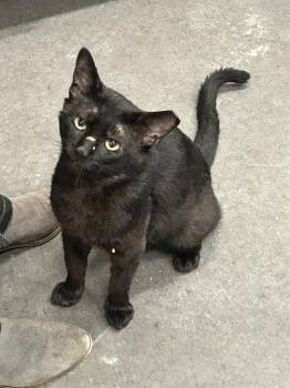 Picante -  Domestic Short Hair Cat for Adoption in Manhattan, Illinois - Picante | PetCurious