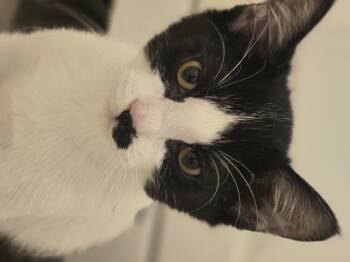 Spot -  Domestic Short Hair Cat for Adoption in Rio Linda, California - Spot | PetCurious