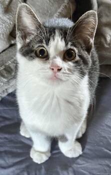Haven -  Domestic Short Hair Cat for Adoption in Pointe-claire, Quebec - Haven | PetCurious