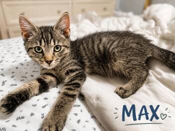 Max (FCID# 08/18/2026 - 8) C -  Tabby Cat for Adoption in Greenville, Delaware - Max (FCID# 08/18/2026 - 8) C | PetCurious