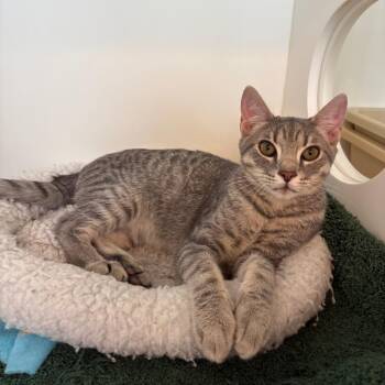 Luffy 2 -  Domestic Short Hair and American Shorthair Cat for Adoption in Cumming, Georgia - Luffy 2 | PetCurious