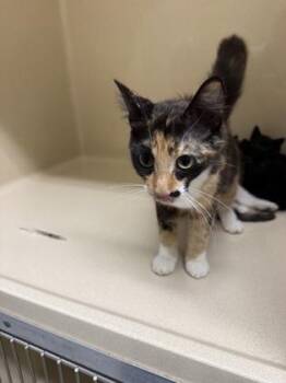 Dolly -  Domestic Short Hair Cat for Adoption in Pequot Lakes, Minnesota - Dolly | PetCurious