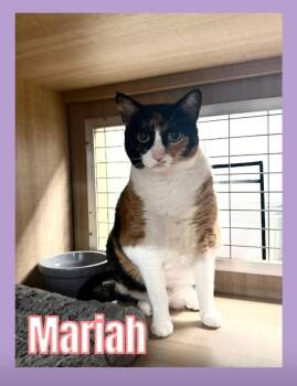 Mariah -  Domestic Short Hair Cat for Adoption in Bossier City, Louisiana - Mariah | PetCurious