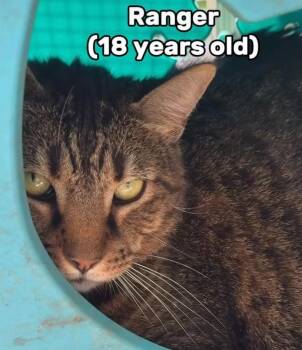 Ranger -  Domestic Short Hair Cat for Adoption in New Braunfels, Texas - Ranger | PetCurious