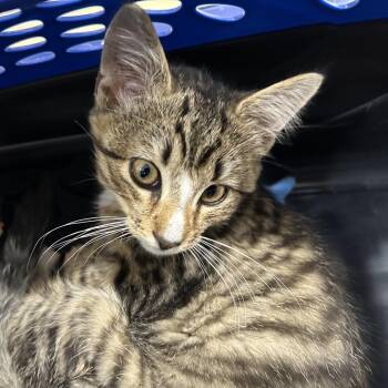 Cutie -  Domestic Short Hair Cat for Adoption in Newark, New Jersey - Cutie | PetCurious