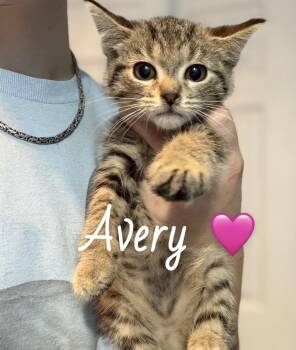 American Shorthair Cats Available for Adoption in Felton, Pennsylvania - Avery | PetCurious