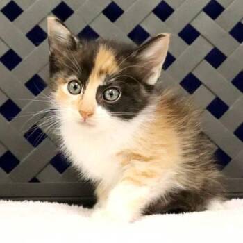 Domestic Short Hair Cats Available for Adoption in Midland, Texas - Nacho | PetCurious