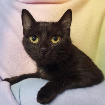 Rescue Domestic Short Hair Cats for Adoption in Marseilles, Illinois - Coco | PetCurious