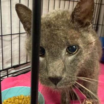 Bogey -  Domestic Short Hair Cat for Adoption in York, Pennsylvania - Bogey | PetCurious