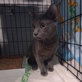 Minx -  Domestic Short Hair Cat for Adoption in Allentown, Pennsylvania - Minx | PetCurious