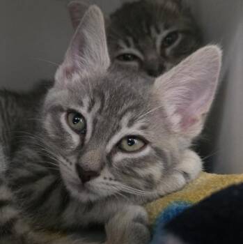 Ferrari -  Domestic Short Hair Cat for Adoption in Silverdale, Washington - Ferrari | PetCurious