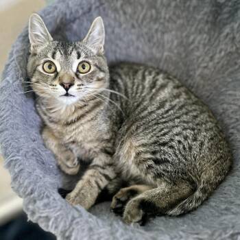 Tokyo -  Domestic Short Hair Cat for Adoption in Guelph, Ontario - Tokyo | PetCurious