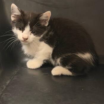Rainfall -  Domestic Short Hair Cat for Adoption in Philadelphia, Pennsylvania - Rainfall | PetCurious