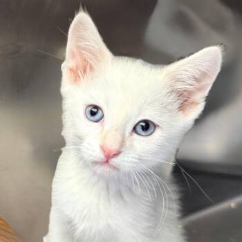 Marshmallow -  Domestic Short Hair Cat for Adoption in Palm Springs, California - Marshmallow | PetCurious