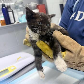 Liam -  Domestic Short Hair Cat for Adoption in Summerville, South Carolina - Liam | PetCurious