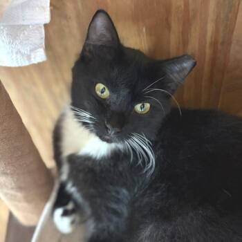 Domestic Short Hair Cats Available for Adoption in Freeport, Florida - Tux | PetCurious
