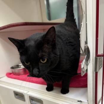 Yoyo -  Domestic Short Hair Cat for Adoption in Cheyenne, Wyoming - Yoyo | PetCurious