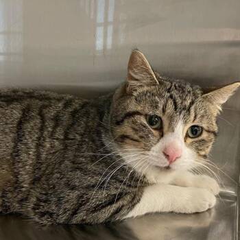 Domestic Short Hair Cats Available for Adoption - Tex | PetCurious