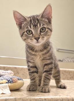Waking Violet -  Domestic Short Hair Cat for Adoption in Colorado Springs, Colorado - Waking Violet | PetCurious