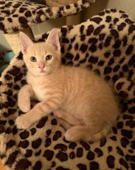 Nacho -  Domestic Short Hair Cat for Adoption in New Washoe City, Nevada - Nacho | PetCurious