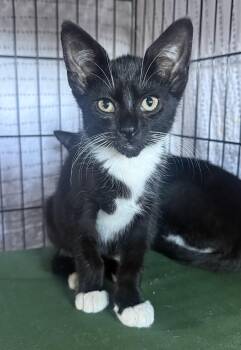 Jackson -  Tuxedo Cat for Adoption in Canonsburg, Pennsylvania - Jackson | PetCurious