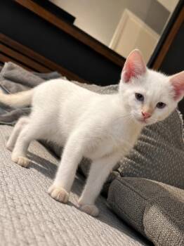 Siamese and Domestic Short Hair Cats Available for Adoption in Dallas, Texas - Windsor Pearl | PetCurious