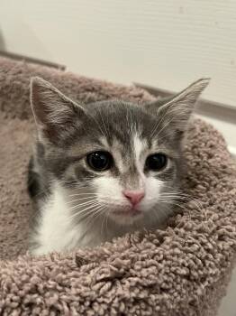 Milkshake -  Domestic Short Hair and Tabby Cat for Adoption in Walnut Creek, California - Milkshake | PetCurious