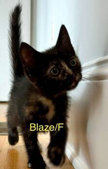 Rescue Domestic Short Hair Cats for Adoption in Darien, Georgia - Blaze | PetCurious