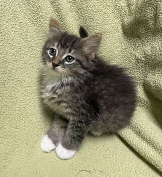 Tender -  Domestic Short Hair Cat for Adoption in Jackson, Michigan - Tender | PetCurious