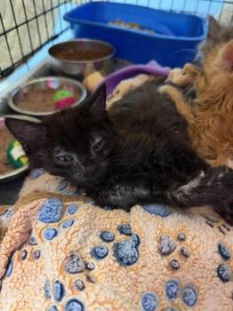 Seinfeld -  Domestic Short Hair Cat for Adoption in Evansville, Indiana - Seinfeld | PetCurious