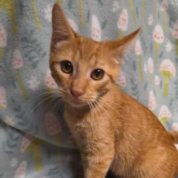 Diego -  Domestic Short Hair Cat for Adoption in Laredo, Texas - Diego | PetCurious