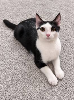 Chalupa -  Domestic Short Hair Cat for Adoption in San Diego, California - Chalupa | PetCurious