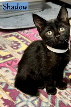 Rescue Domestic Short Hair Cats for Adoption - Shadow | PetCurious