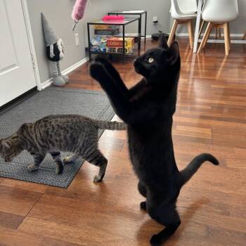 Domestic Short Hair Cats Available for Adoption - Kimmi | PetCurious