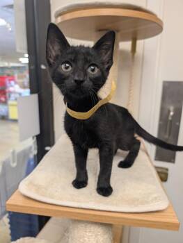 Baileys -  Domestic Short Hair Cat for Adoption in San Antonio, Texas - Baileys | PetCurious