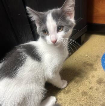 Aster and Rue -  Domestic Short Hair Cat for Adoption in Fairfax, Virginia - Aster And Rue | PetCurious