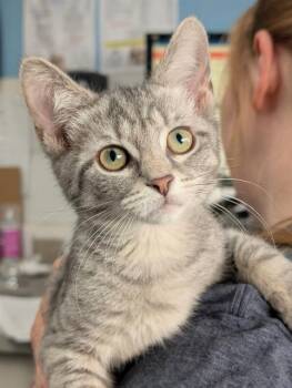 SALLY -  Domestic Short Hair Cat for Adoption in Canfield, Ohio - SALLY | PetCurious