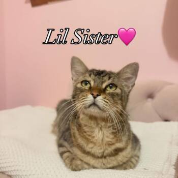 Domestic Short Hair Cats Available for Adoption in Chickasaw, Alabama - Gus | PetCurious