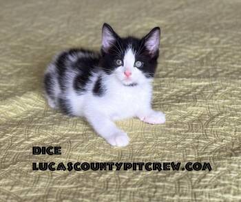 Rescue American Shorthair and Domestic Short Hair Cats for Adoption in Toledo, Ohio - Dice | PetCurious