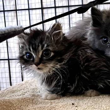 Domestic Long Hair Cats Available for Adoption - Twinkle Toes | PetCurious