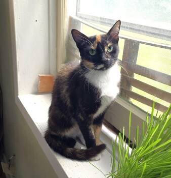 Marmalade -  Domestic Short Hair Cat for Adoption in Guelph, Ontario - Marmalade | PetCurious