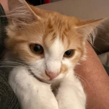 Salsa -  American Shorthair Cat for Adoption in West Des Moines, Iowa - Salsa | PetCurious