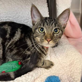 Sam -  Domestic Short Hair Cat for Adoption in Las Vegas, Nevada - Sam | PetCurious